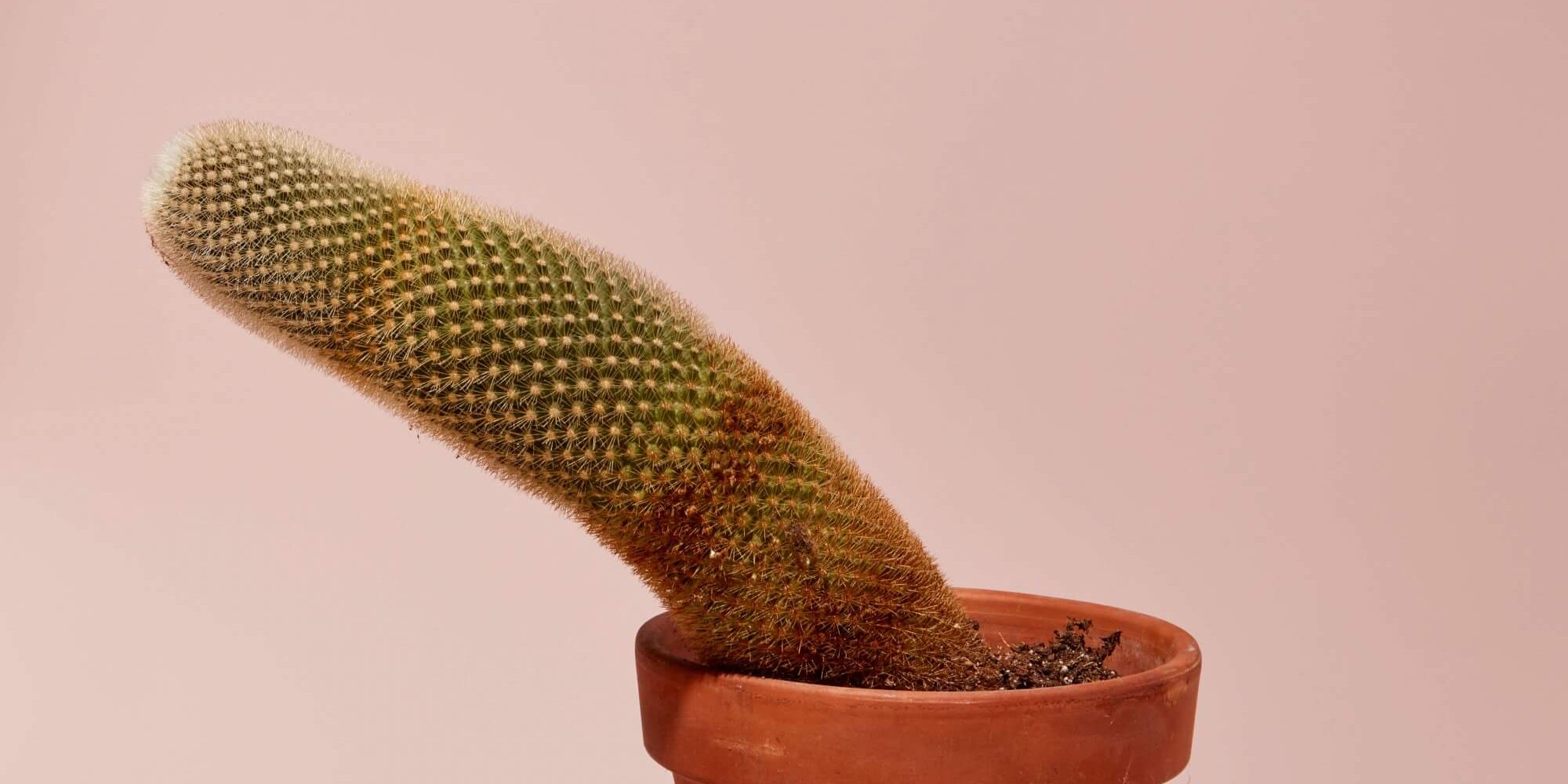 peyronie hastalığı, penis kireçlenmesi peyronie hastalığı, penis kireçlenmesi